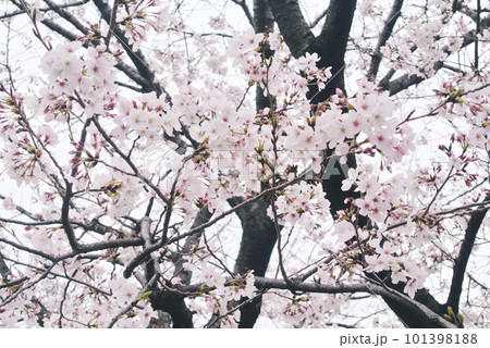 くもり空と桜 101398188