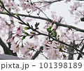 くもり空と桜 101398189