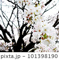 くもり空と桜 101398190