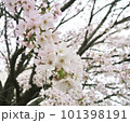 くもり空と桜 101398191
