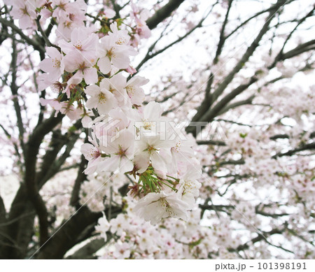 くもり空と桜 くもり空と桜 101398191