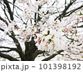 くもり空と桜 101398192