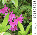 ツツジの花と若葉 101398213