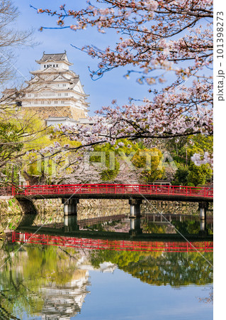 桜満開の姫路城 城見橋と大天守 縦構図 桜満開の姫路城 城見橋と大天守 縦構図 101398273