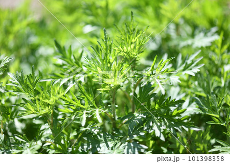 春のヨモギ（蓬） 101398358