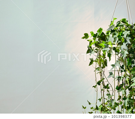 強い太陽光の下でも半日陰でも元気に育つ、吊るし鉢植えのセイヨウヅタ（アイビー） 101398377