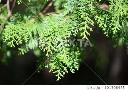 春のヒノキ(檜) 春のヒノキ(檜) 101398423