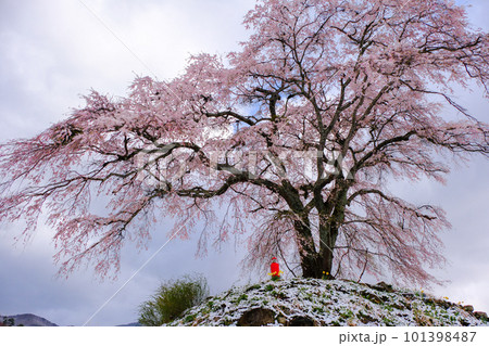 丘の上のシダレザクラ 101398487