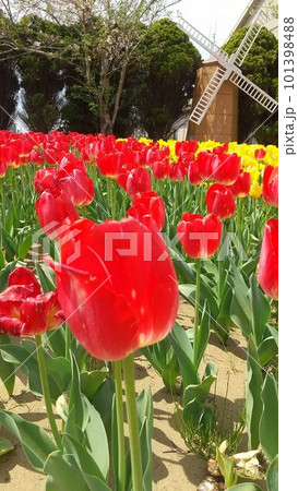 風車とチューリップ畑 101398488
