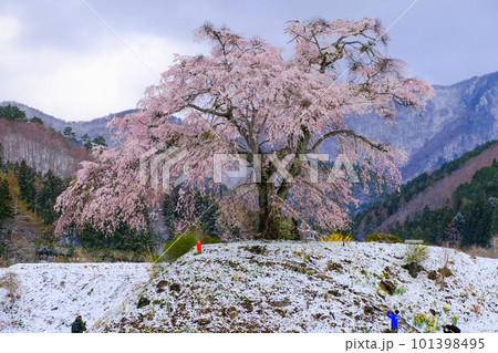 春の雪としだれ桜 春の雪としだれ桜 101398495