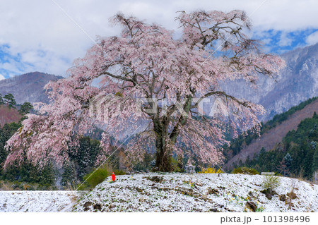 春の雪とシダレザクラ 春の雪とシダレザクラ 101398496