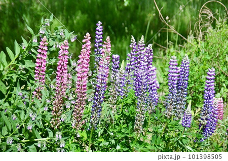 ルピナスの花 101398505