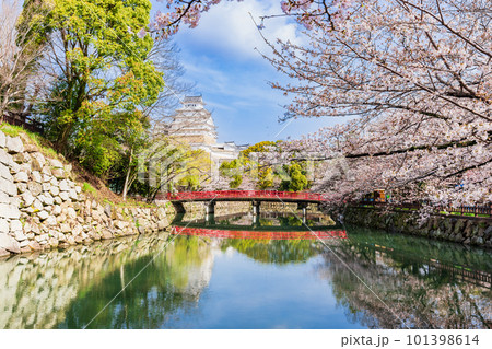 桜満開の姫路城　城見橋と大天守 101398614