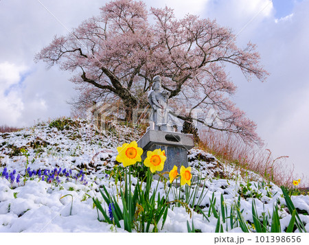 春の桜と水仙のある風景 101398656