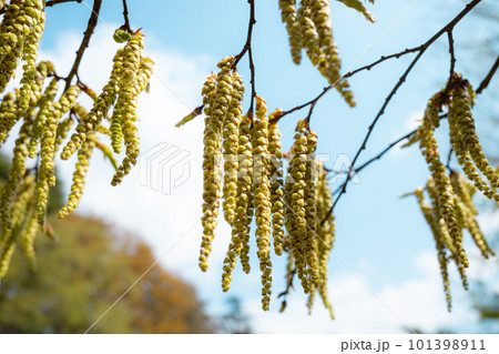 イヌシデの雄花と見上げる4月の青空　ライトトーン 101398911
