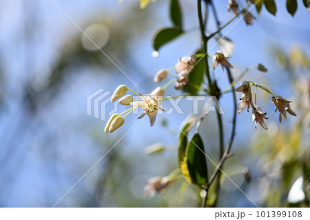アケビ科のムベ(郁子)の雌花 アケビ科のムベ(郁子)の雌花 101399108