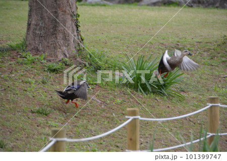 川越水上公園1　カモの戦い 101399747