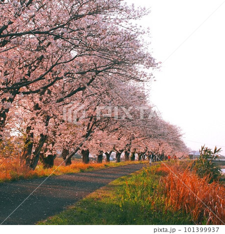 夕方桜 お花見巡り夜桜編 ライトアップで水面に映る桜🌸 綺麗過ぎました