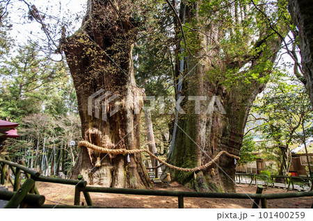 大きな杉の木二本　特別天然記念物　高知県 101400259