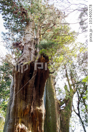 樹齢三千年 杉の大スギ 特別天然記念物 高知県 樹齢三千年 杉の大スギ 特別天然記念物 高知県 101400278