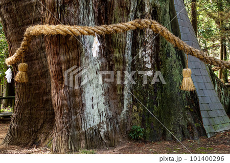 御神木のしめ縄　杉の大スギ　特別天然記念物　高知県 101400296