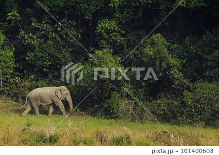 wild elephant walking on animal trail at khaoyai national park thailand wild elephant walking on animal trail at khaoyai national park thailand 101400608