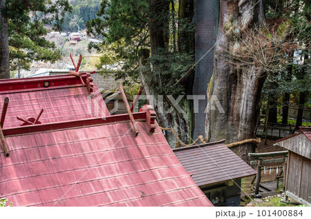 境内にある杉巨木　杉の大杉　特別天然記念物　高知県 101400884
