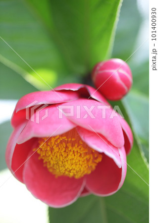 カメリア・ハイドゥンの花と蕾 カメリア・ハイドゥンの花と蕾 101400930
