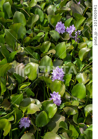 Common water hyacinth flowers blooming. Natural floral background. Common water hyacinth flowers blooming. Natural floral background. 101400941