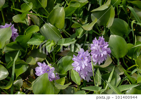 Common water hyacinth flowers blooming. Natural floral background. Common water hyacinth flowers blooming. Natural floral background. 101400944