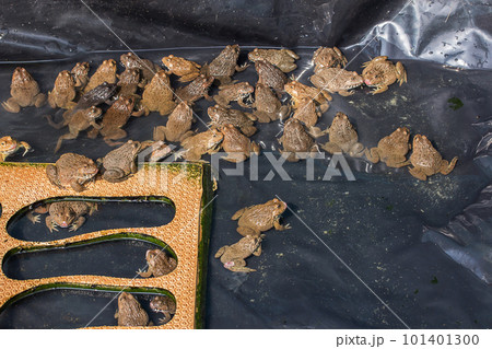 Frog or Toad floating in water. 101401300