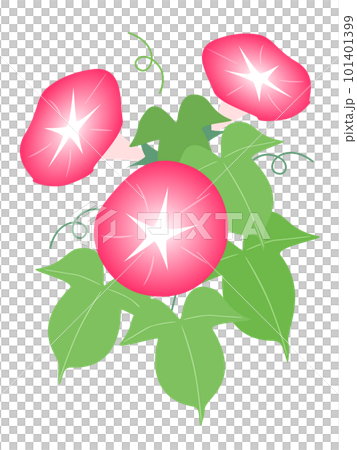 bright red morning glory flower illustration bright red morning glory flower illustration 101401399
