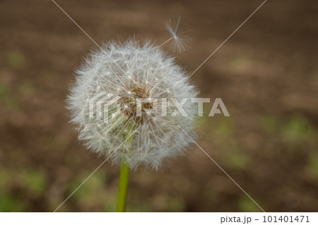 種が飛び出しそうなタンポポの白い綿毛 種が飛び出しそうなタンポポの白い綿毛 101401471