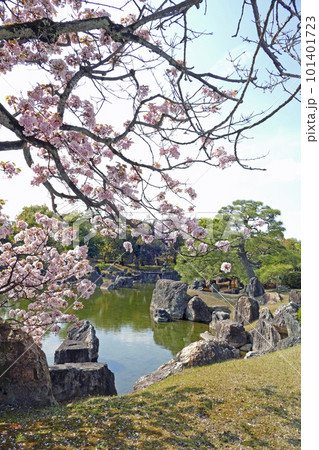 桜に彩られた二条城の風景 京都府 桜に彩られた二条城の風景 京都府 101401723