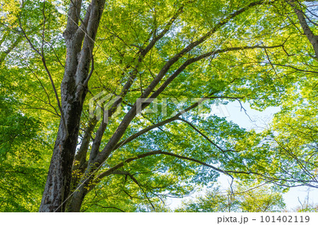 新緑の四月の樹木　爽やかエコイメージ 101402119