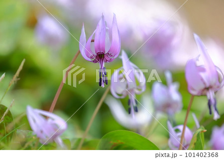 春の訪れを告げる花(カタクリの花) 春の訪れを告げる花(カタクリの花) 101402368