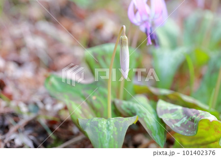 つぼみのカタクリの花(香嵐渓 愛知県 豊田市) つぼみのカタクリの花(香嵐渓 愛知県 豊田市) 101402376