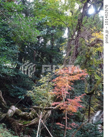 京都の紅葉をめぐる　法然院 101402676