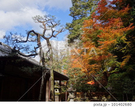 京都の紅葉をめぐる　法然院 101402680