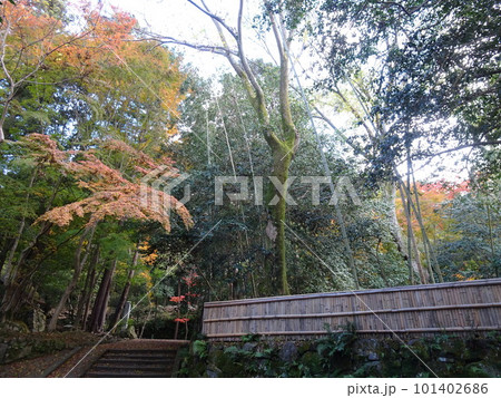 京都の紅葉をめぐる　法然院 101402686