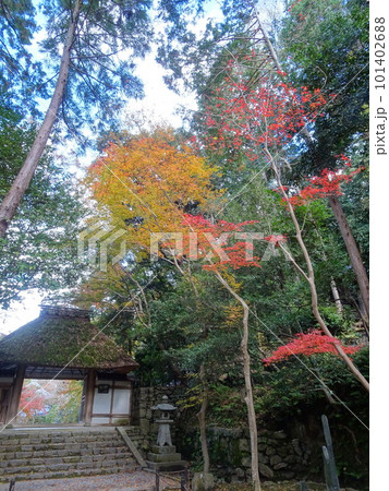 京都の紅葉をめぐる　法然院 101402688
