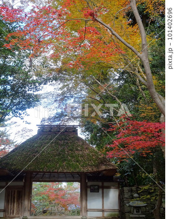 京都の紅葉をめぐる　法然院 101402696