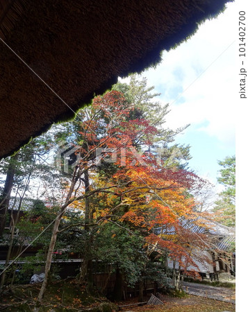 京都の紅葉をめぐる　法然院 101402700