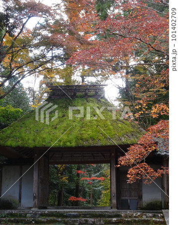 京都の紅葉をめぐる 法然院 京都の紅葉をめぐる 法然院 101402709