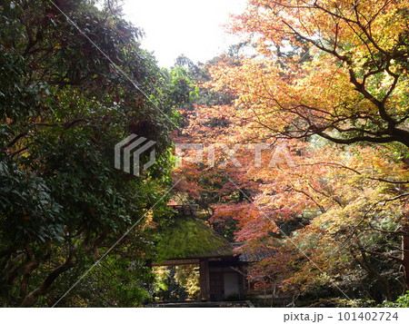 京都の紅葉をめぐる 法然院 京都の紅葉をめぐる 法然院 101402724