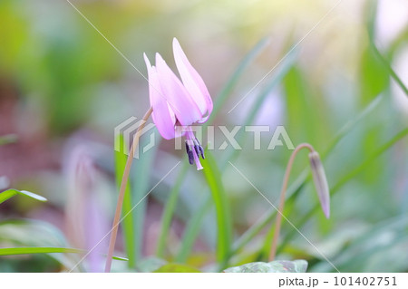 春先の野山に咲くチャーミングな花(カタクリの花) 春先の野山に咲くチャーミングな花(カタクリの花) 101402751