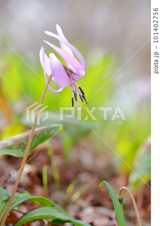 春先の野山に咲くチャーミングな花(カタクリの花) 春先の野山に咲くチャーミングな花(カタクリの花) 101402756
