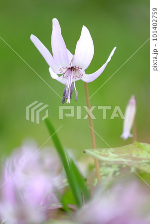 春先の野山に咲くチャーミングな花(カタクリの花) 春先の野山に咲くチャーミングな花(カタクリの花) 101402759