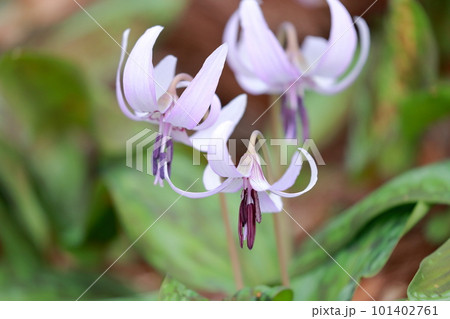春先の野山に咲くチャーミングな花(カタクリの花) 春先の野山に咲くチャーミングな花(カタクリの花) 101402761
