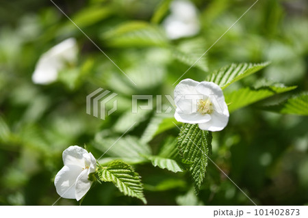 シロヤマブキ(白山吹)の花 シロヤマブキ(白山吹)の花 101402873